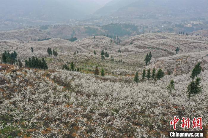 新闻网|贵州纳雍万亩樱桃花竞相绽放引游人