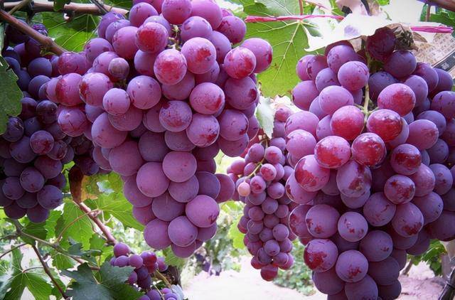 人体|经常吃的早餐与肝病有关吗？多吃这两种食物，或有助于健康养肝