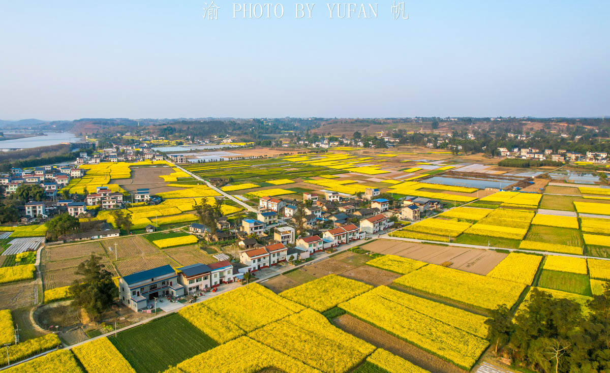 网友|重庆又一片花海被网友发现，潼南桂林数千亩菜花盛放，真的太美了