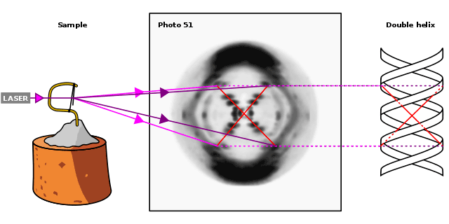 威尔金斯在一次科学会议上播放了富兰克林制作的dna的x射线衍射图