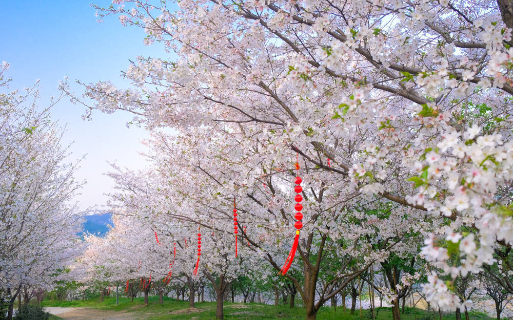 原创2022浙江赏樱绝佳地杭州樱花谷比太子湾多比鼋头渚近自驾1h赏樱1