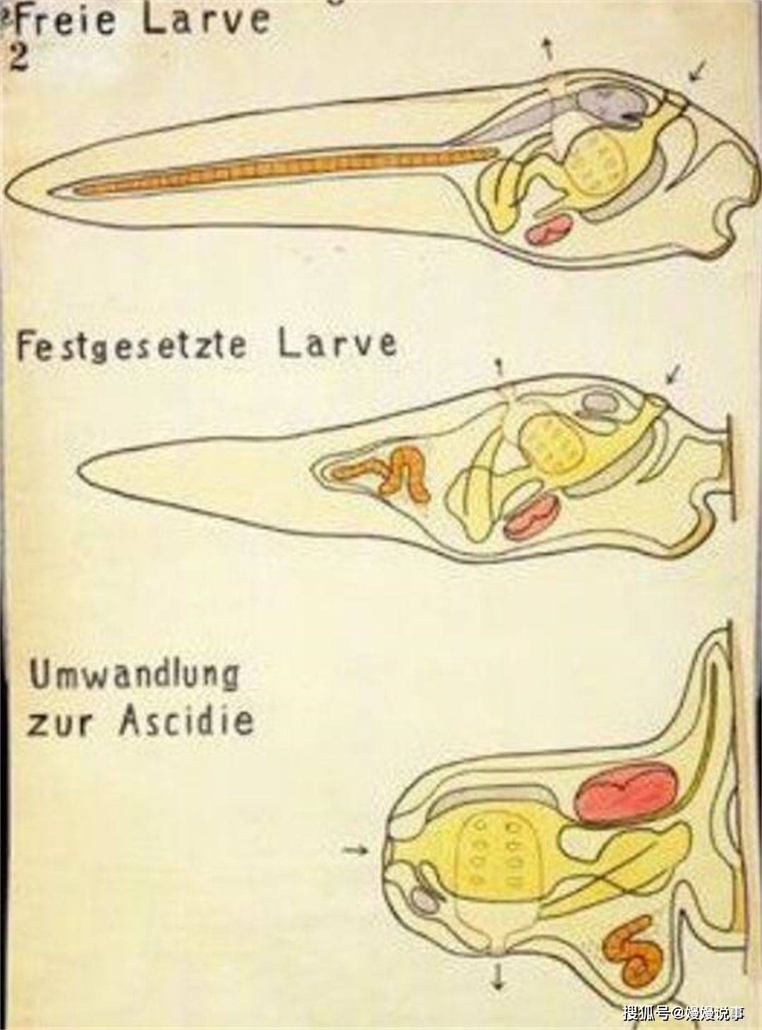 然后迅速变态发育,体内的器官有些扩张,有些萎缩,以至于位置也发生