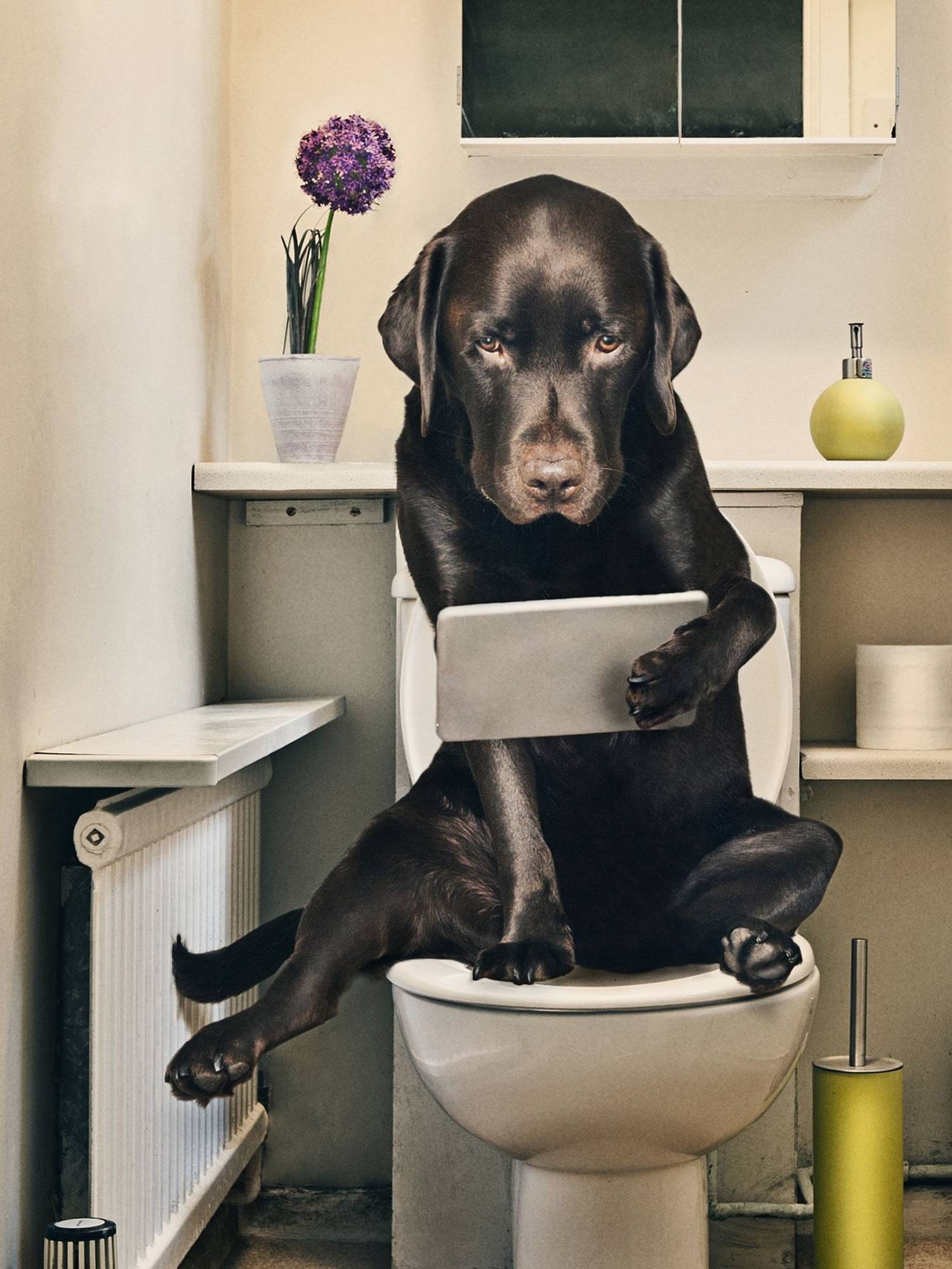 习惯|养狗之后的15个改变,可能你都没注意到,小编给你总结了一下