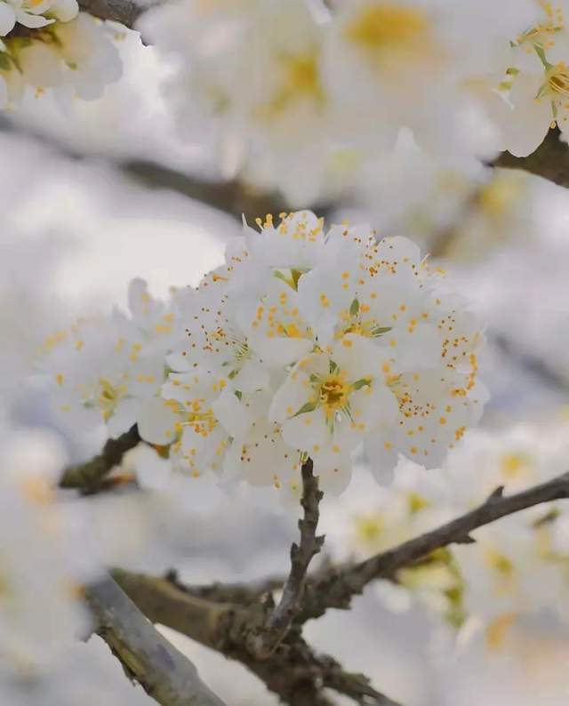 聊城冠县,下雪了!_梨园_梨花_满园