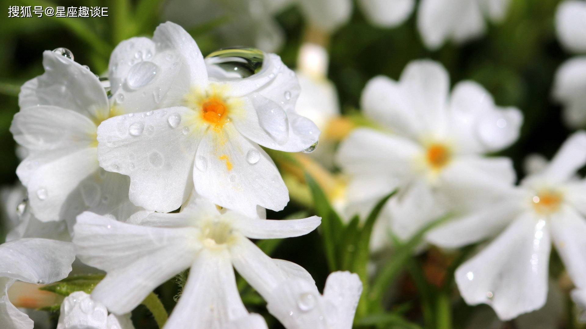 3月7日 13日爱情运势 真情闯入 幸福连线的四大星座 伴侣 单身 时候