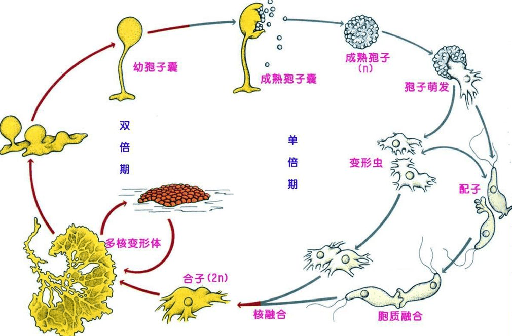 "黏菌生活史"科学家们认为"太岁"很有可能就是从发育阶段成长出来的