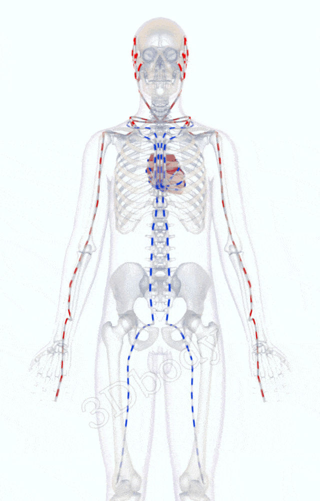 老中医珍藏多年的经络循行图限时免费分享给大家