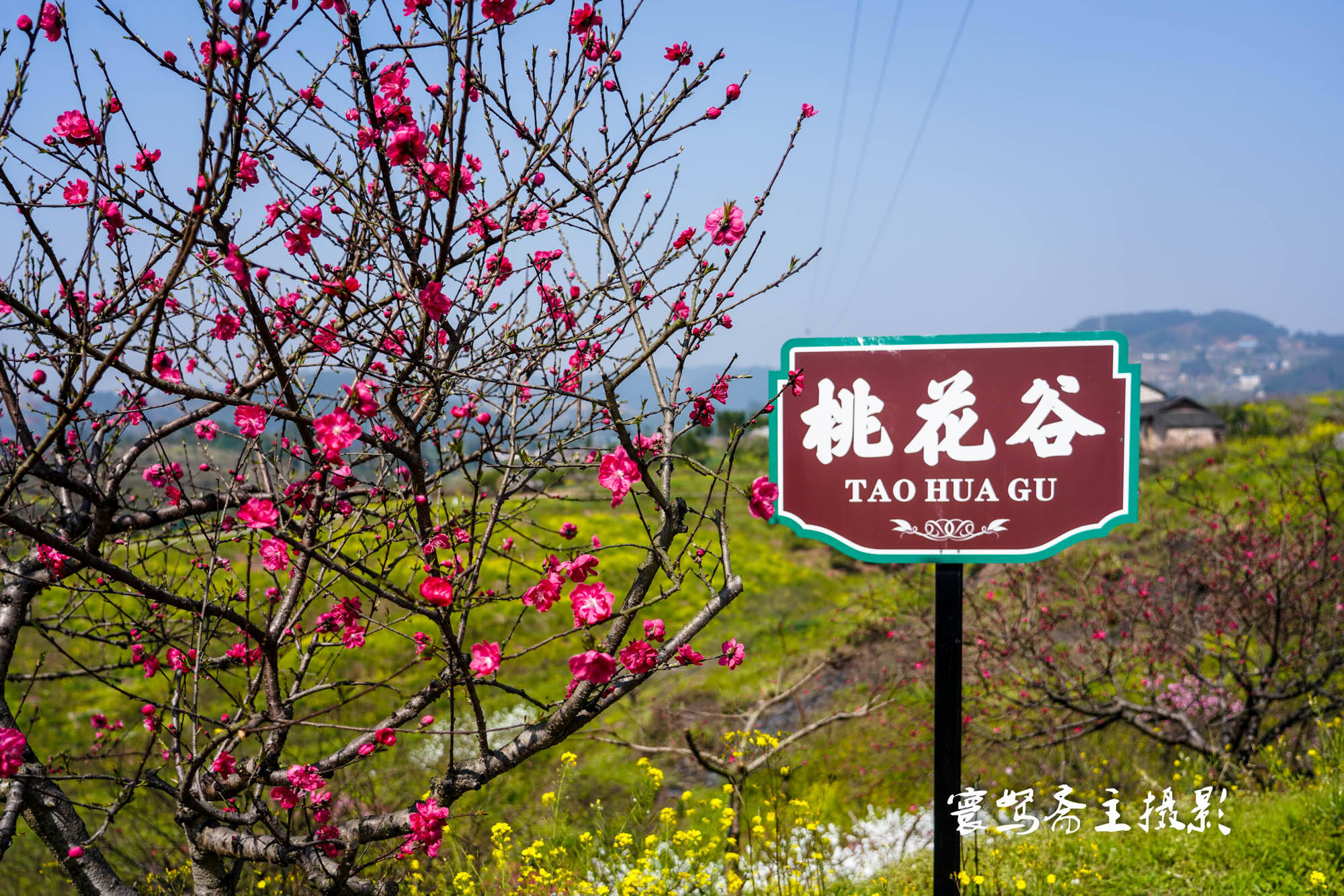 桃花|推荐个重庆近郊春游踏青的好去处，永川这三面环水的圣水湖桃花岛