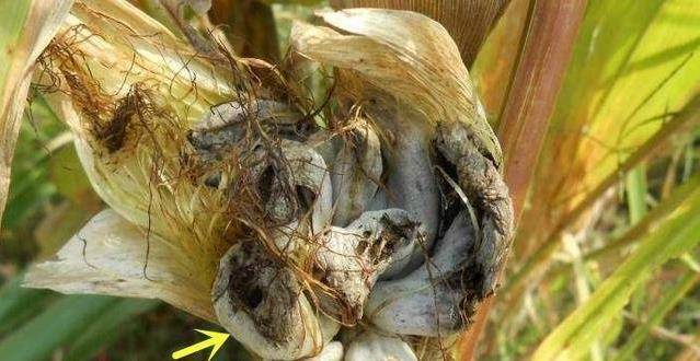 玉米上长出的"乌米"愁坏了农民,却有很高的营养,具有健脾胃?