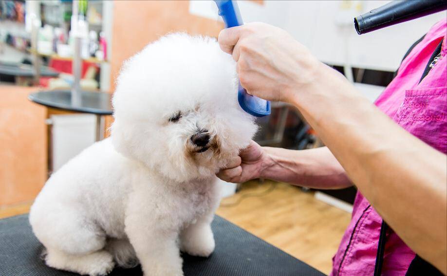 所有者|比熊犬好养吗?看看它的优缺点,就知道答案了