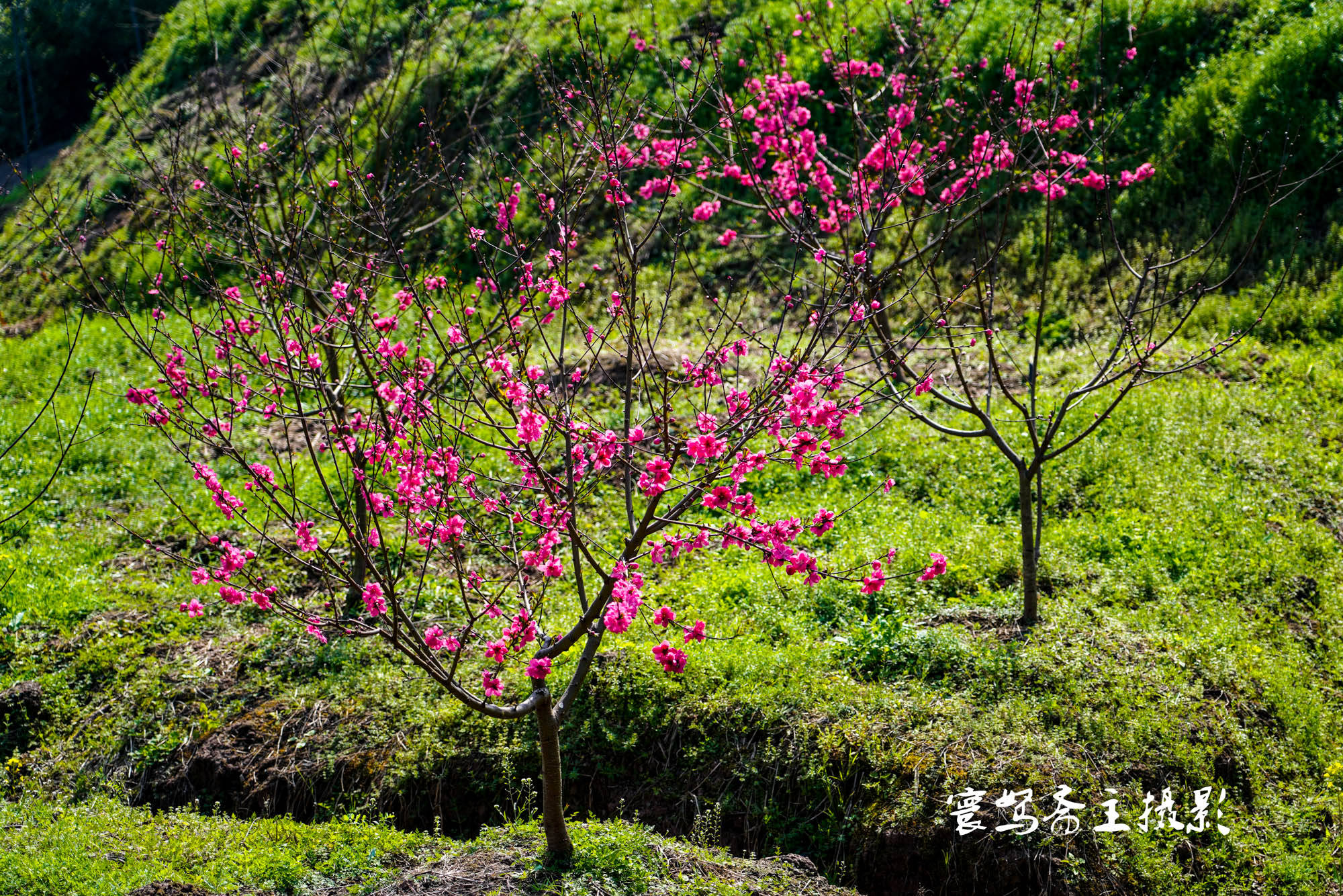 桃花|推荐个重庆近郊春游踏青的好去处，永川这三面环水的圣水湖桃花岛