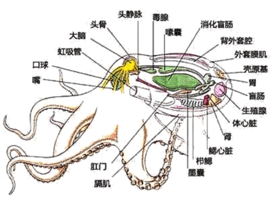 八爪鱼身体结构图解图片
