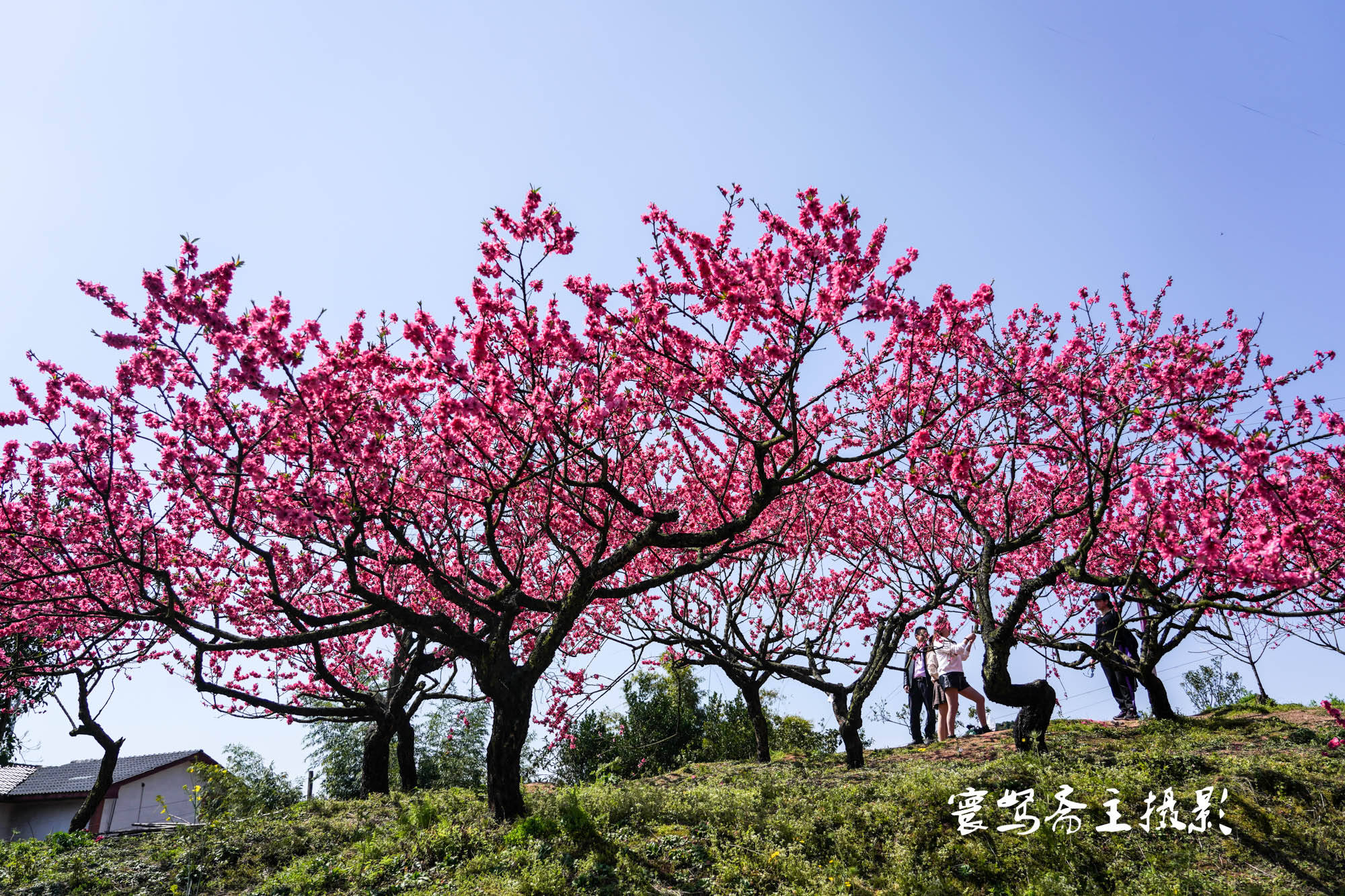 桃花|推荐个重庆近郊春游踏青的好去处，永川这三面环水的圣水湖桃花岛