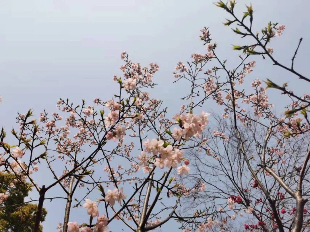 說件浪漫的事,我想去看櫻花_公園_青山_梨花