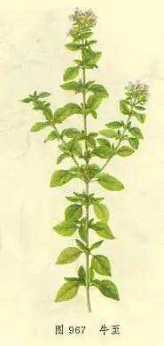 《神农识药》发散风寒药之牛至_香草_一定的_罗勒