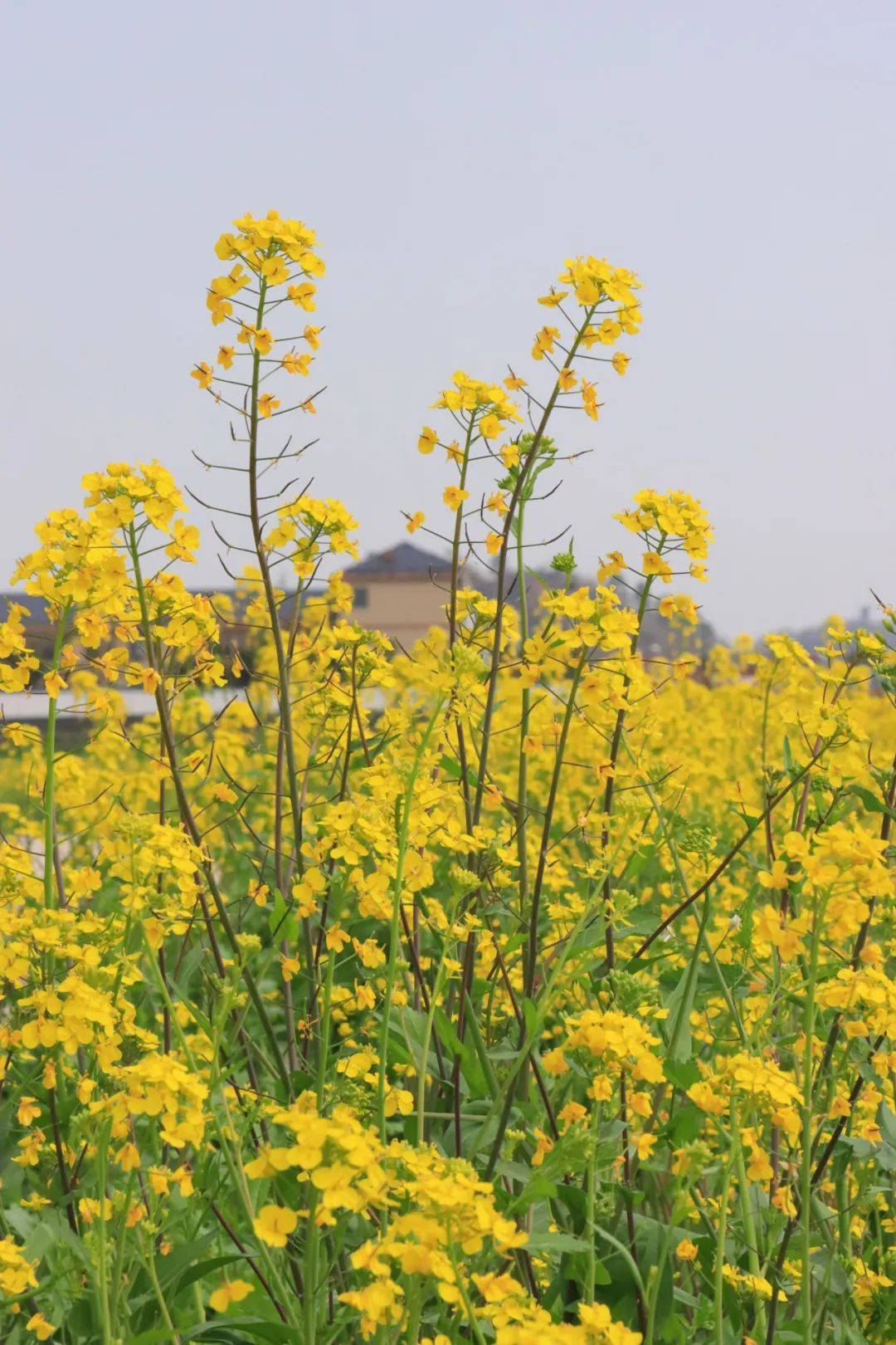 塘村_油菜花_紫色