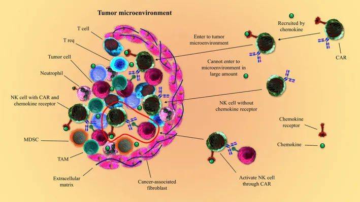 彎道超車的car-nk,比car-t好在哪裡?_細胞_治療_產品