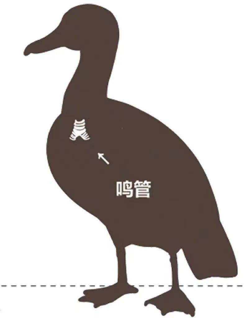 一代霸主霸王龙居然不会咆哮快来一起探寻恐龙叫声的奥秘