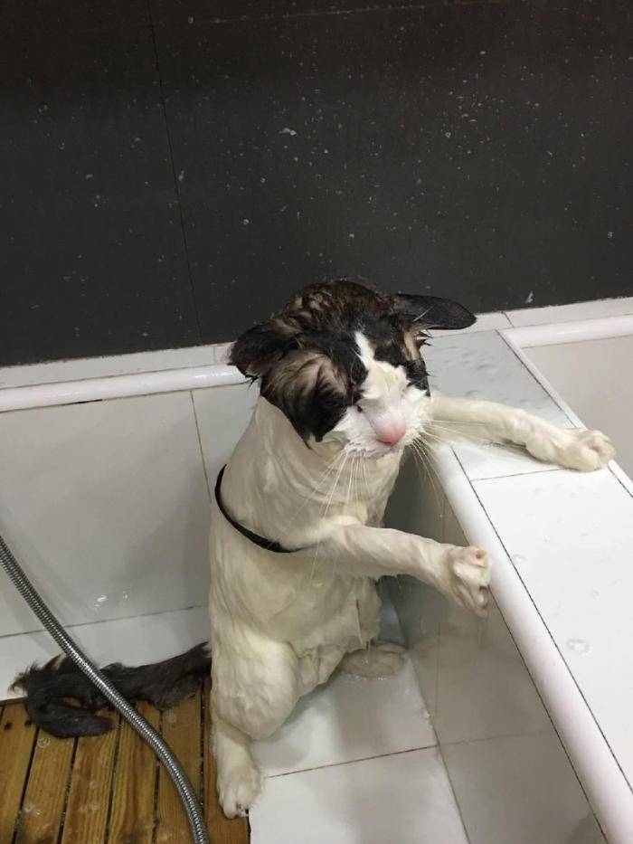 原创猫咪洗澡狂抖水主人只用一个蒙面罩就把它制服网友看着怪异