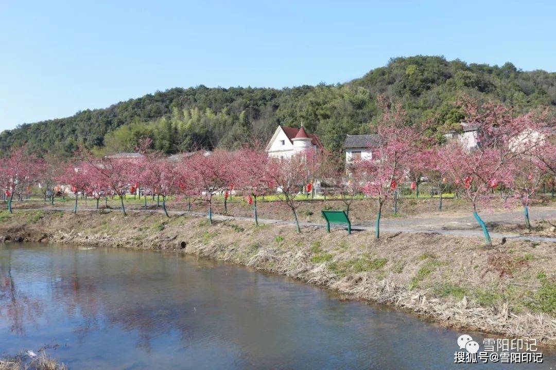 蓮城春韻61七星村61雪陽印記百畝櫻花相繼開網紅七星等你來