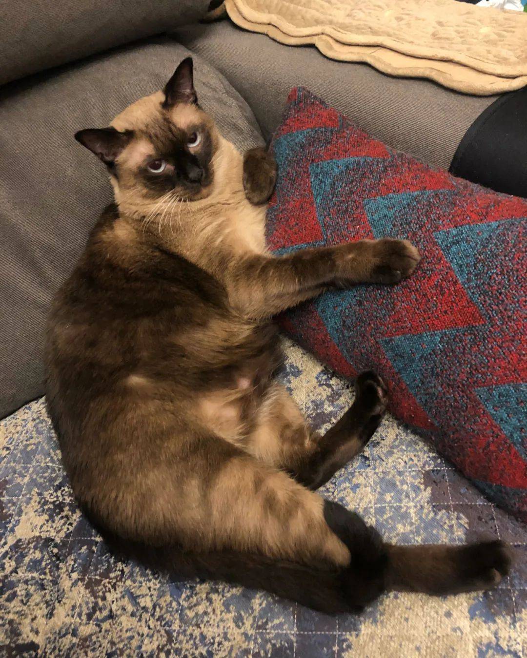 暹罗猫变色实录从小白富美长大非要去挖煤