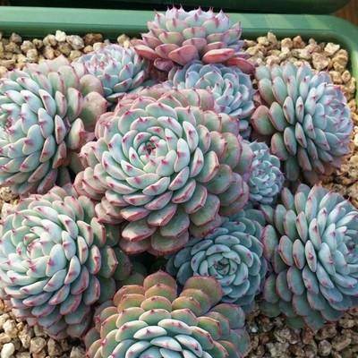 原创养棵多肉蓝姬莲块头大长势旺还很容易爆盆适合新手