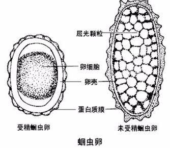 蛔蟲卵成蟲一般寄生在小腸中,多見於空腸,常常以半消化食物為食.