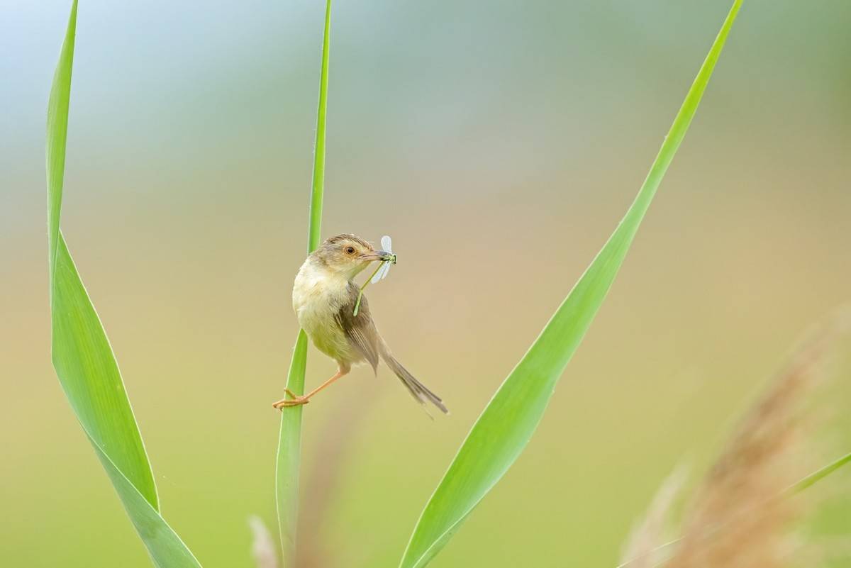 以热爱为名发现自然之美 那些野性瞬间背后的故事
