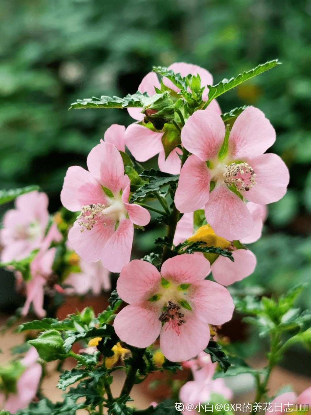 花量大的小木槿,一次性开花上千朵,开成粉色小花树!_枝条_养护_盆栽