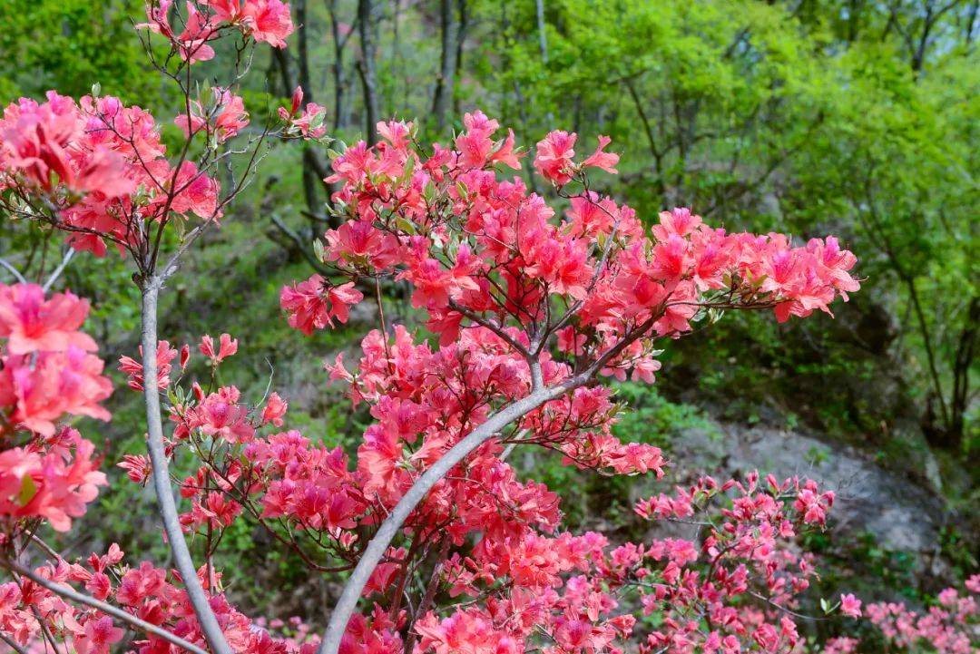 洛阳西泰山景区杜鹃花图片