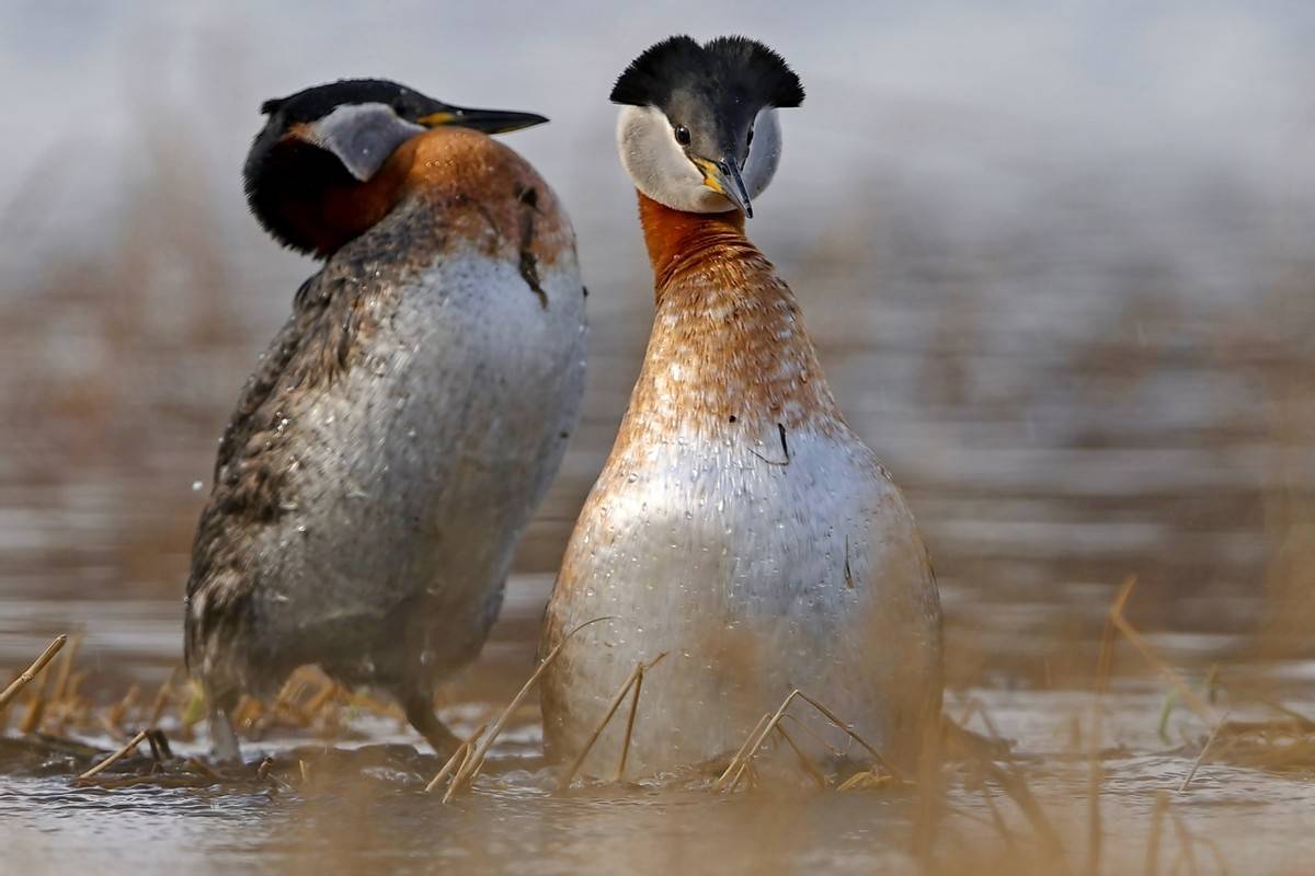 以热爱为名发现自然之美 那些野性瞬间背后的故事