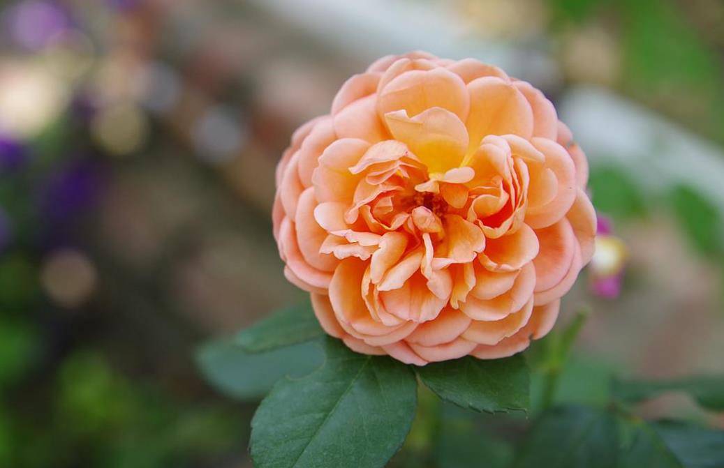 3种喜欢阳光的花卉 随便晒点太阳 花开成片真好看 植物 开花 肥料