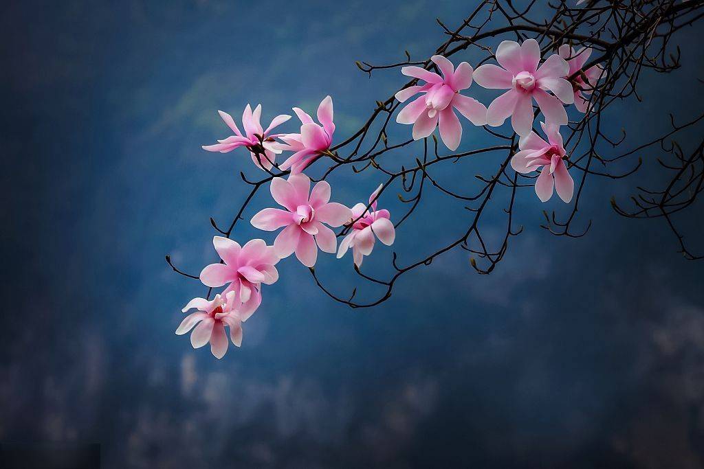 春游踏青丨这才是绵阳春天正确的打开方式 辛夷花 药王 方特