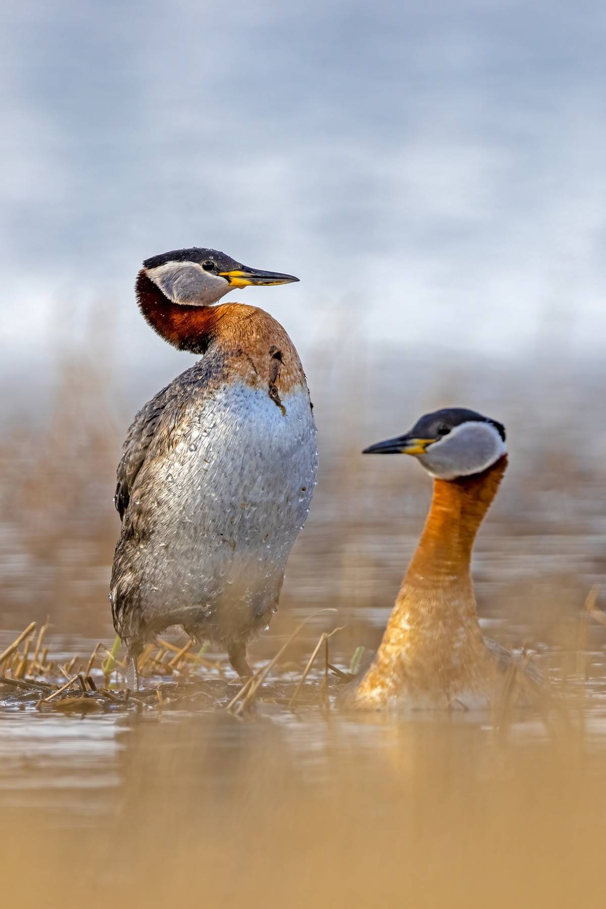以热爱为名发现自然之美 那些野性瞬间背后的故事