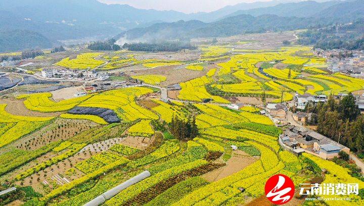 油菜花|腾冲的春天，从油菜花田里醒来