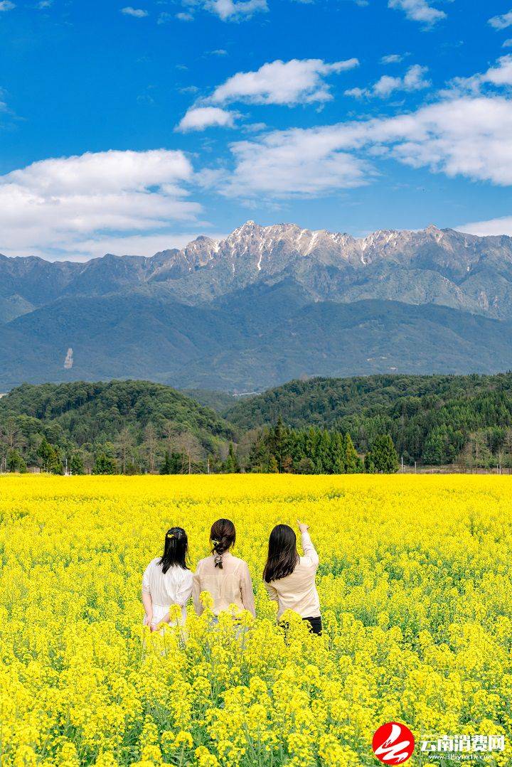 油菜花|腾冲的春天，从油菜花田里醒来