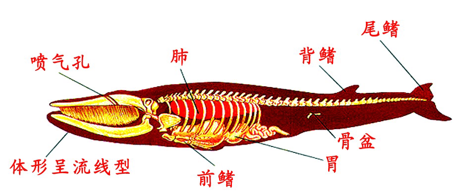 鲸鲨身体结构图图片