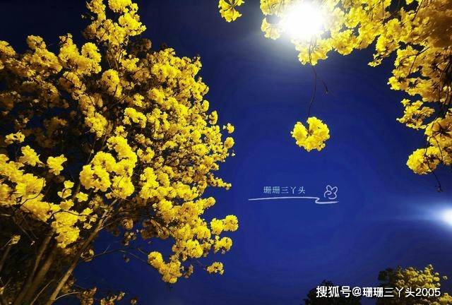 好意境！夜赏黄花风铃木花，在广州古码头旁，避开人流，地铁直达