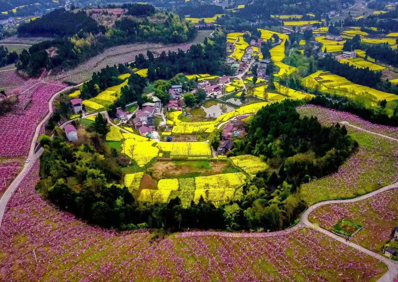 走进山水中醉在春光里成都金堂又新镇千亩桃花竞相绽放