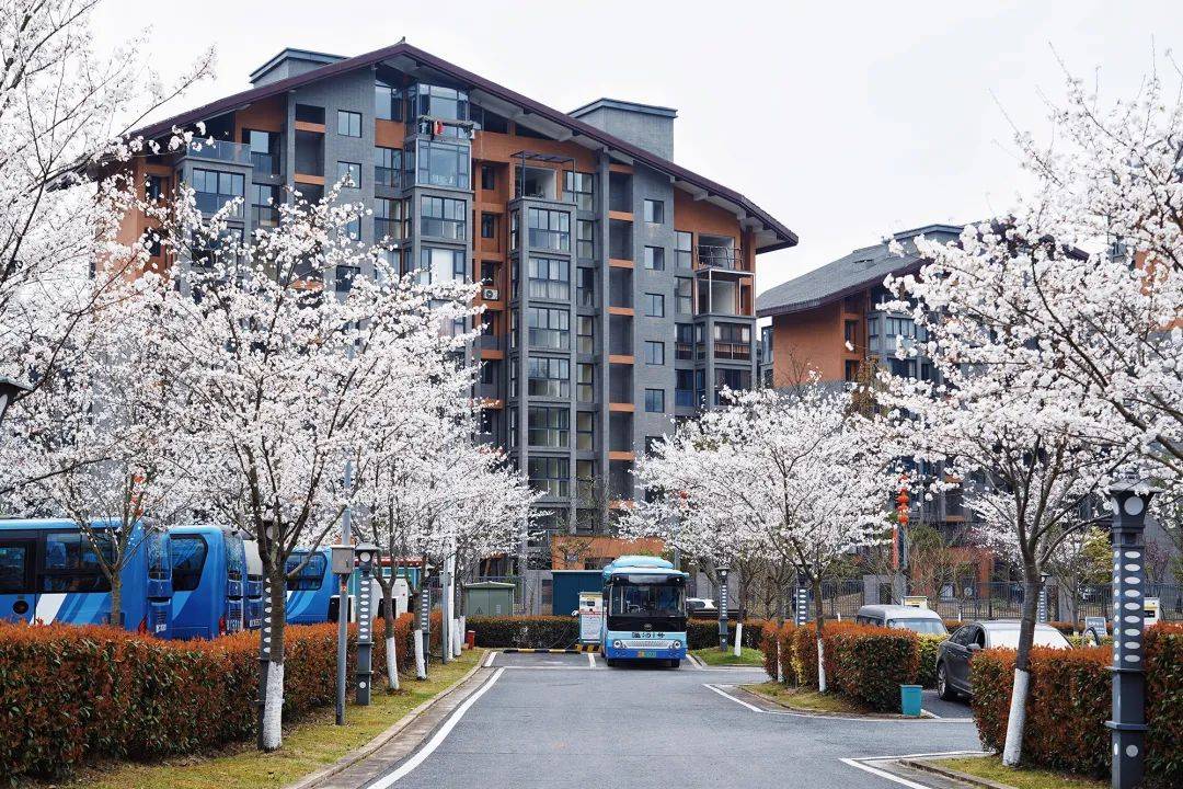 打卡明月山"最浪漫停车场",原来春日的白樱可以这么美~_樱花_宜春_常