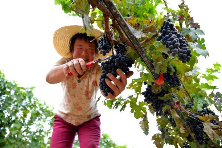 美国|黄土高原上的窑洞酒窖 中国酒庄酒远销海外