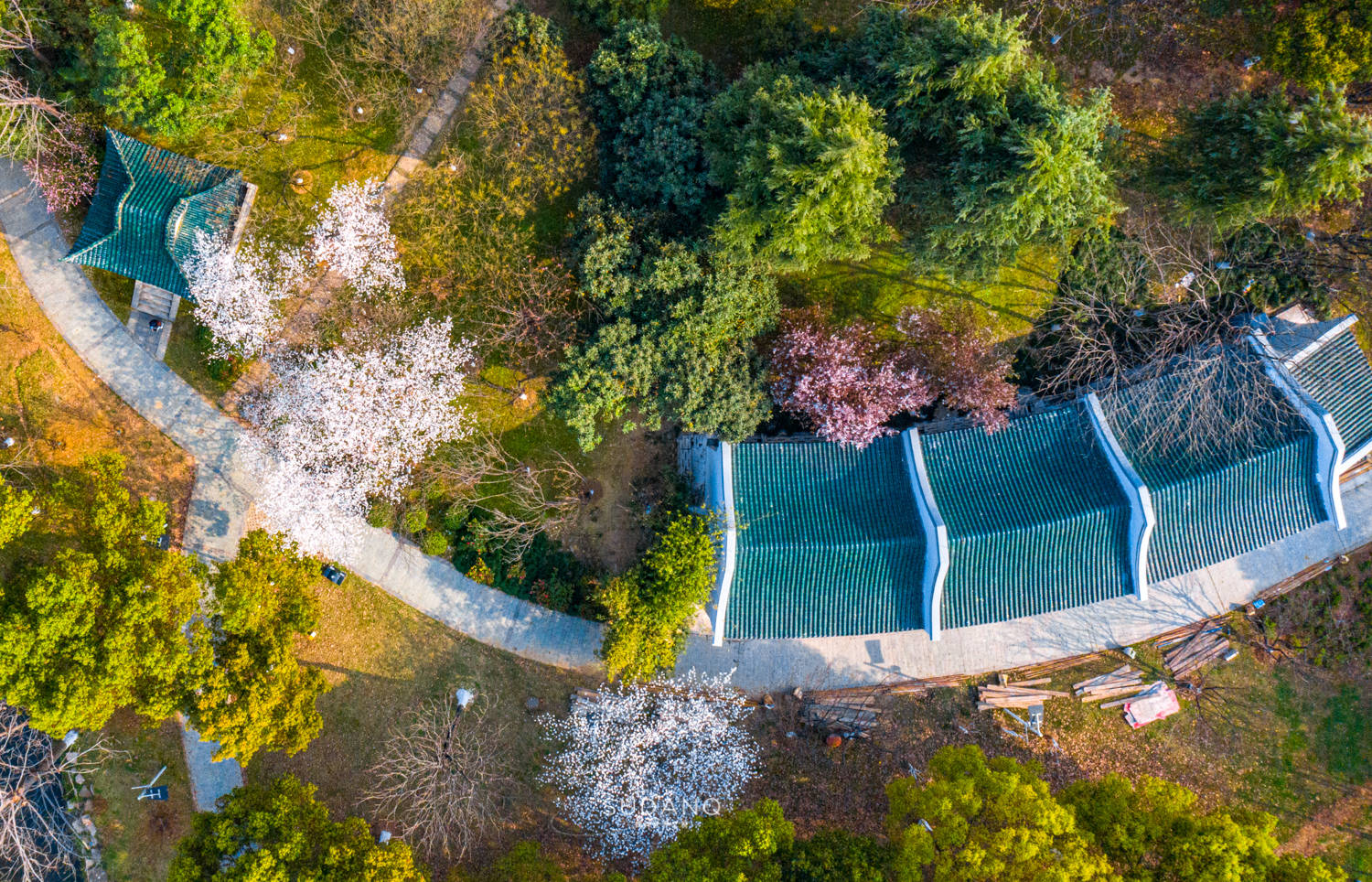 赏樱|国内樱花打卡地，武汉为什么会那么出名？一处小众景点或有答案