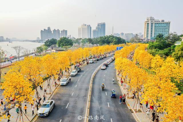 广州环岛路因黄花风铃木刷屏，有人喜欢它的艳丽，有人却怀念榕树
