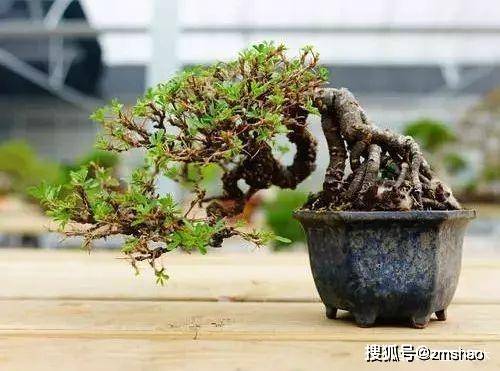 盆景四大家之金雀盆景的鉴赏与制作养护