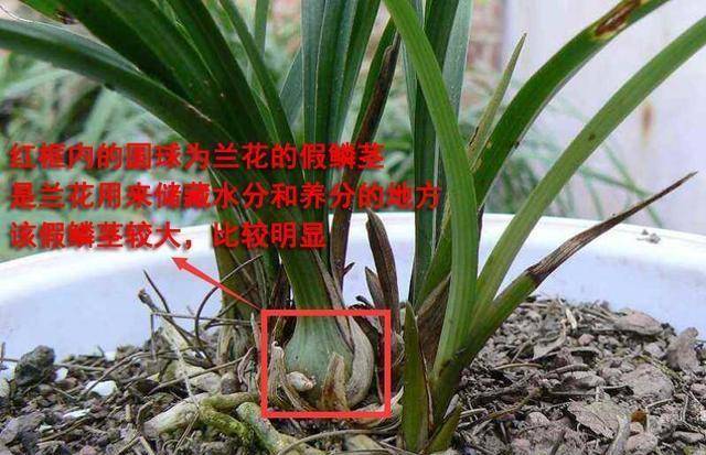 原创兰花假鳞茎合理的外露或掩埋可以大幅提升存活率和发苗率