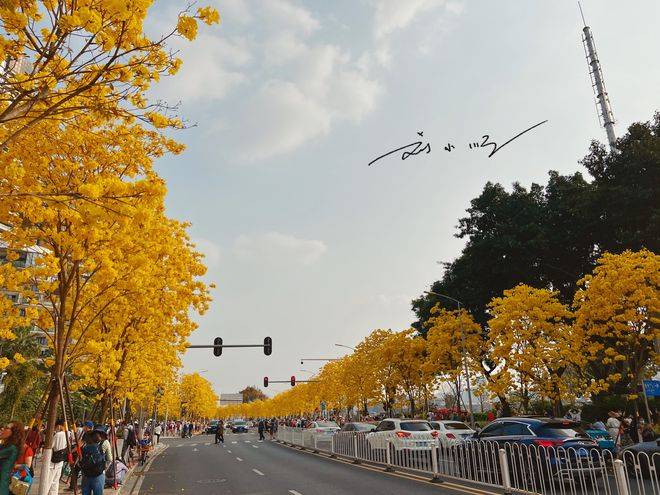 广州黄花风铃木在网上被疯狂刷屏，很多老广州人却说：我们不喜欢