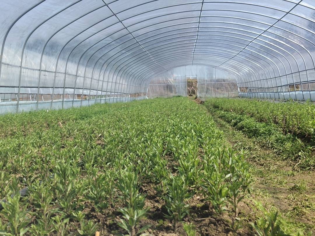 在开阳就可以吃到这些野菜而且还可自己去种植基地里采摘野菜当然是