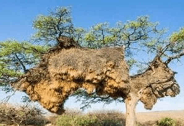 世界最大的鸟巢：由约500只鸟搭建而成，已存在一个世纪之久