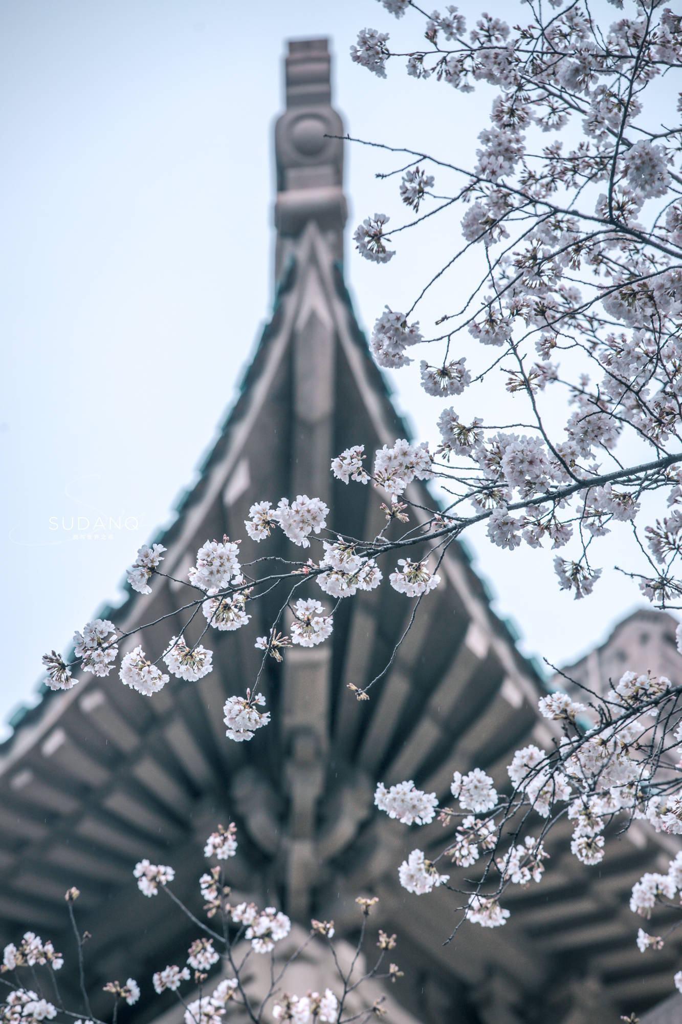 赏樱|国内樱花打卡地，武汉为什么会那么出名？一处小众景点或有答案