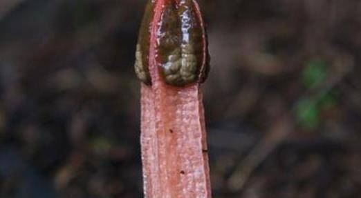 原创农村野外植物人称红鬼笔价值却很珍贵